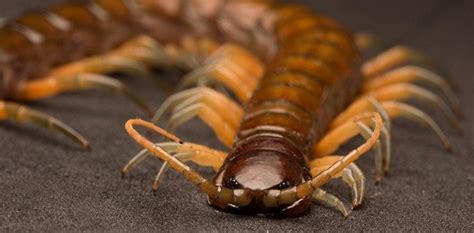 spiritual meaning of centipede|centipede spirit animal.